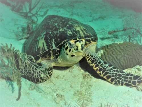 2019 Belize