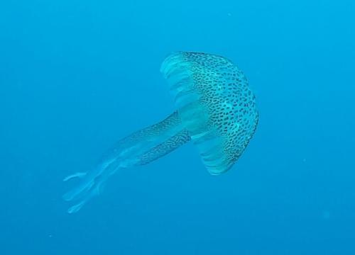 Jellyfish